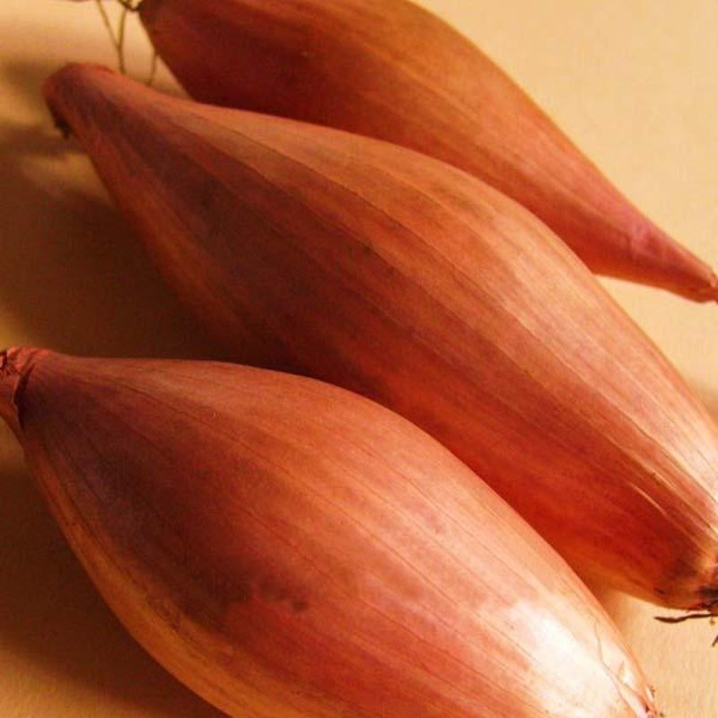 Mini Bonsai Onion Seeds