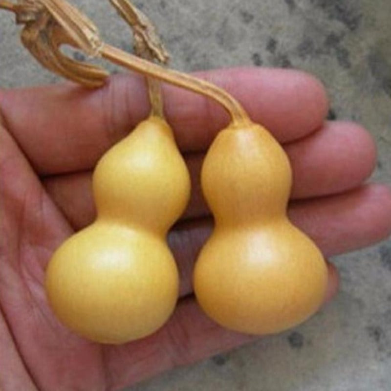 5 Pieces Yellow Gourd Seeds