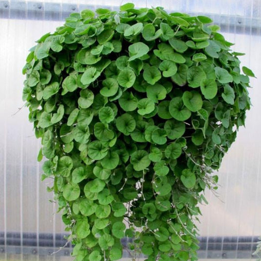 Bonsai Hanging Greeny Dichondra Seeds