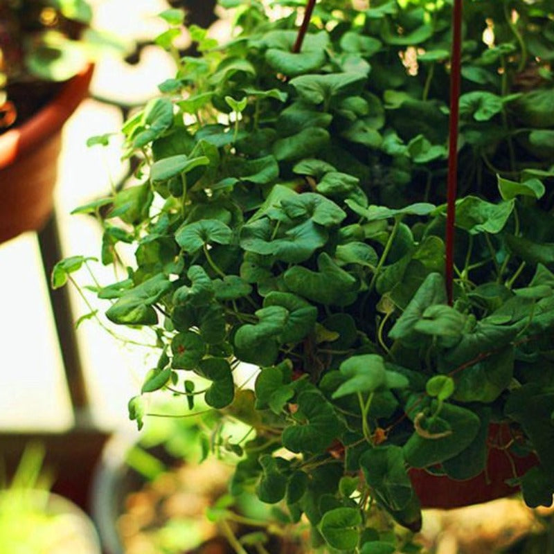 Bonsai Hanging Greeny Dichondra Seeds