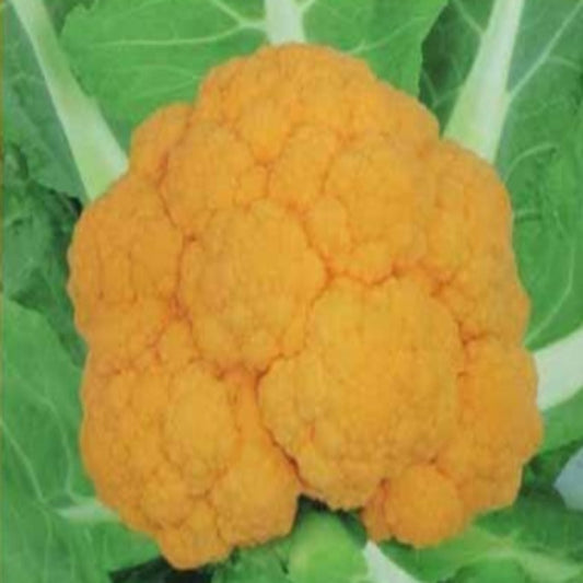 100 Pieces Rare Golden Cauliflower Seeds