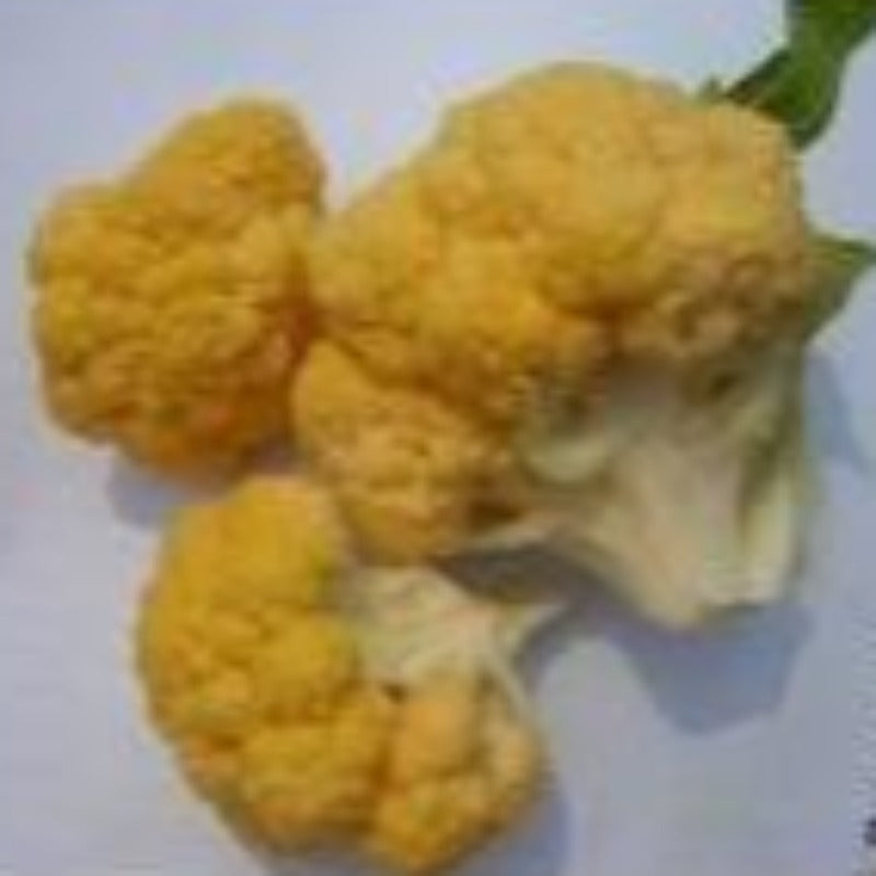 100 Pieces Rare Golden Cauliflower Seeds