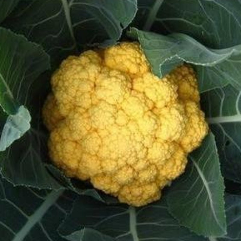 100 Pieces Rare Golden Cauliflower Seeds