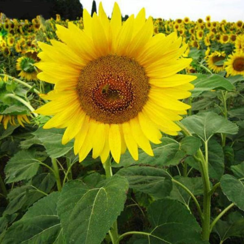 Smiling Face Sunflowers With Orange Eye