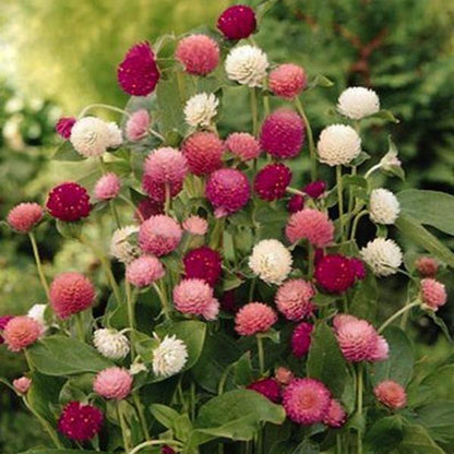 Mix Gomphrena Globe Amaranth Flowers