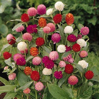 Mix Gomphrena Globe Amaranth Flowers