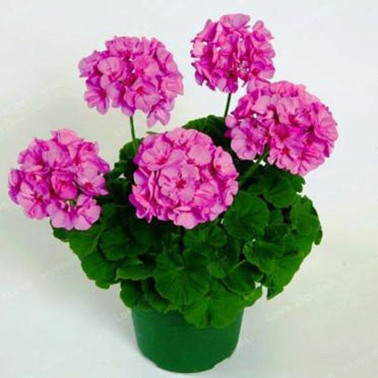 Small Perennial Style Flower Seeds