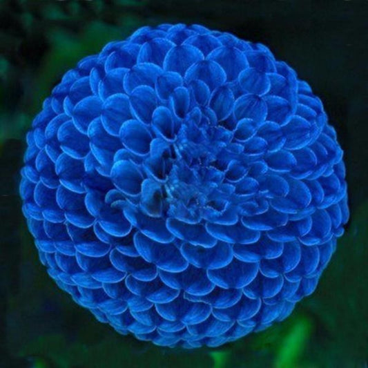 100 Pieces Blue Fireball Dahlia Seeds