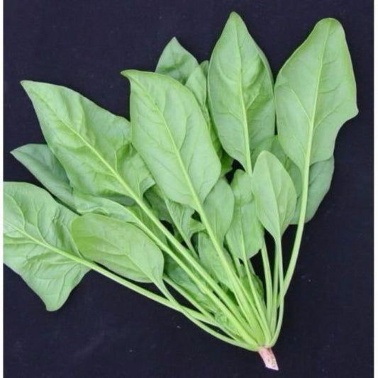 Hot Spinach Vegetable Seeds