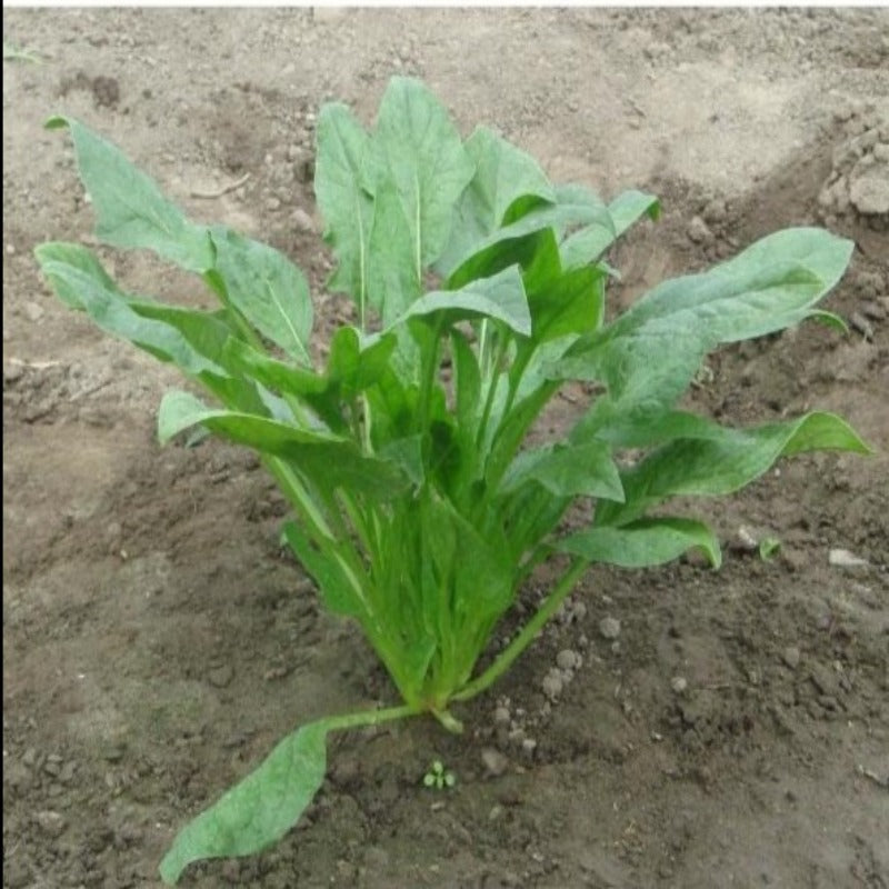 Hot Spinach Vegetable Seeds