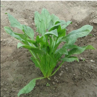 Hot Spinach Vegetable Seeds