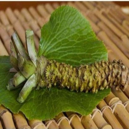 Hot Wasabi Seeds