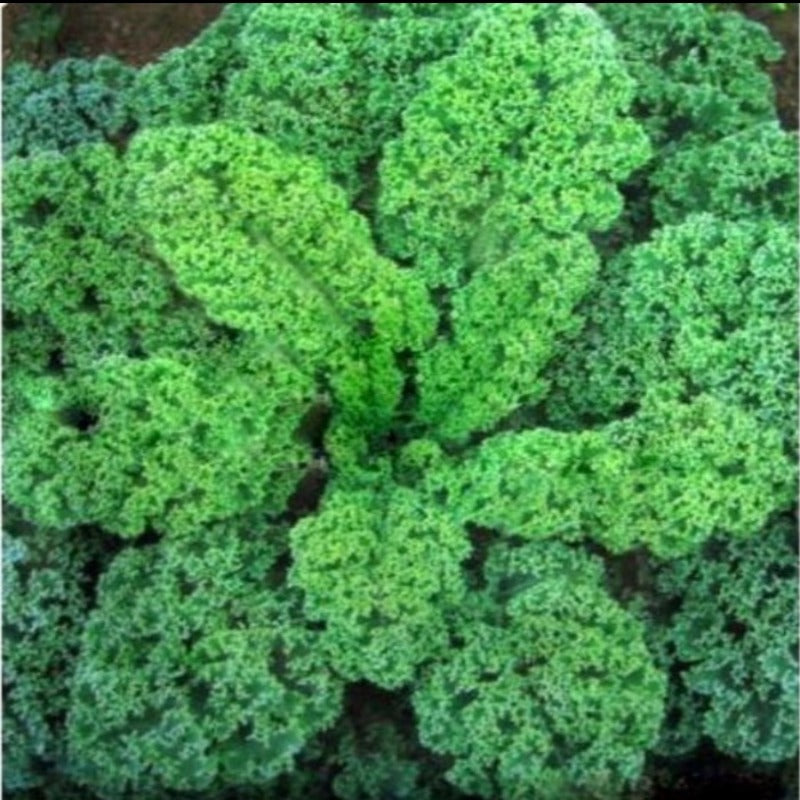 Hot Kale Vegetable Seeds