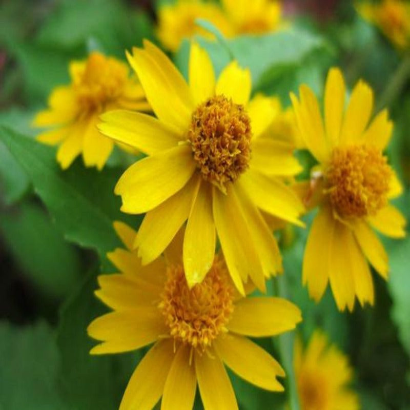 Small Sized Butter Daisy Flower Seeds