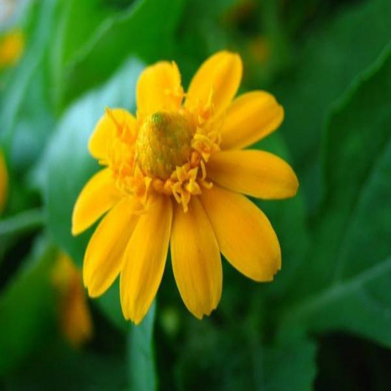 Small Sized Butter Daisy Flower Seeds