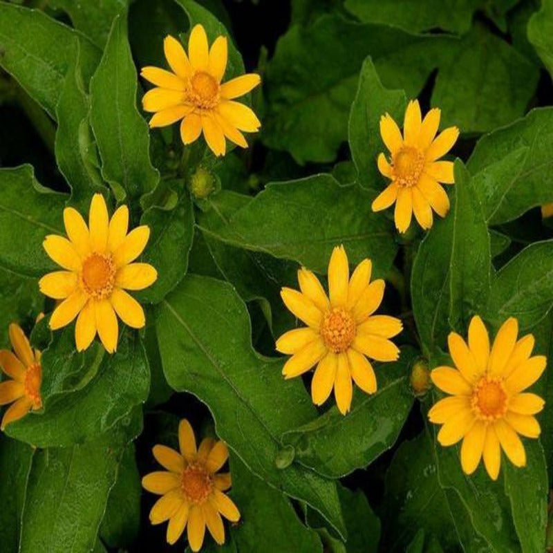 Small Sized Butter Daisy Flower Seeds