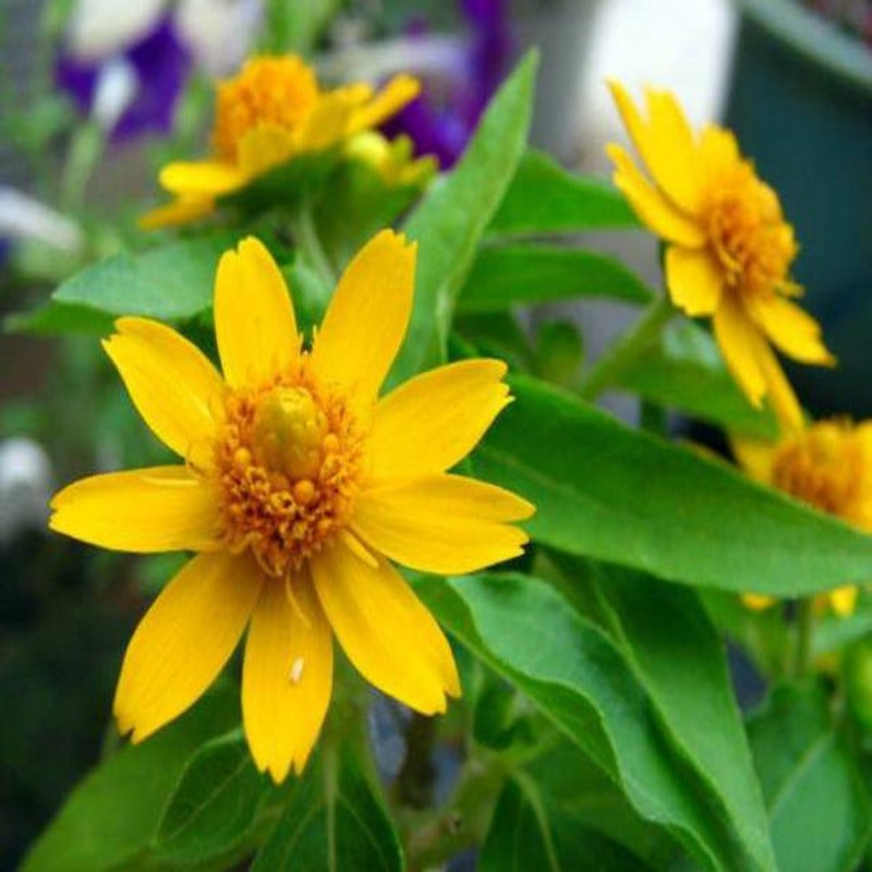 Small Sized Butter Daisy Flower Seeds