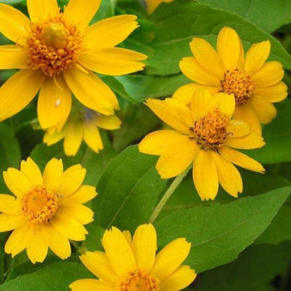 Small Sized Butter Daisy Flower Seeds