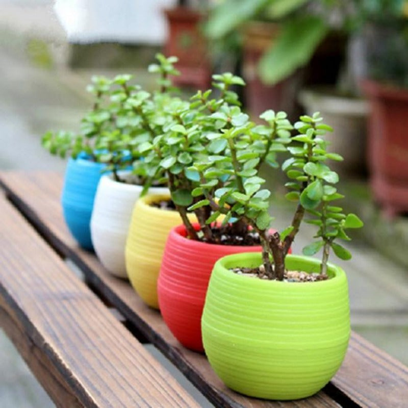Mini Colorful Plant Pot