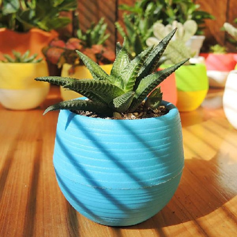 Mini Colorful Plant Pot