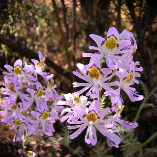 Chile Butterfly Magnet Flower Seeds