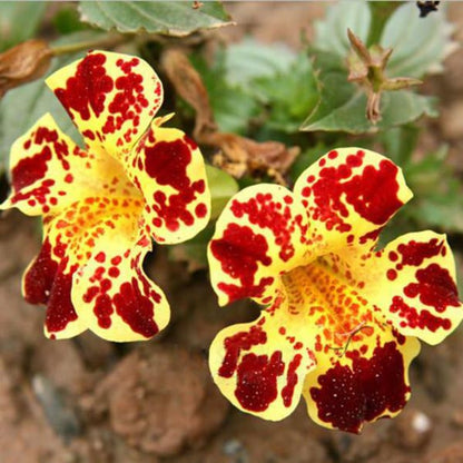 Mimulus Moschatus Flower Seeds