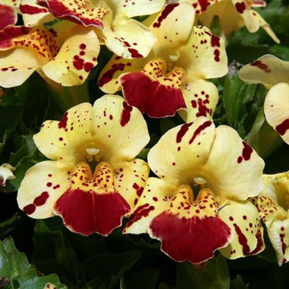 Mimulus Moschatus Flower Seeds