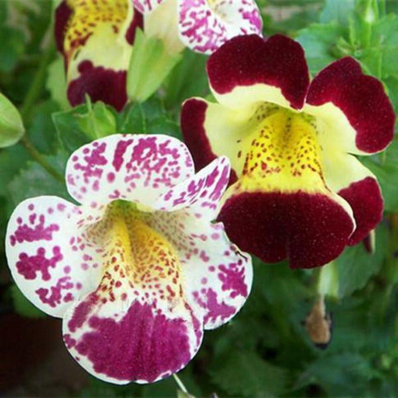 Mimulus Moschatus Flower Seeds