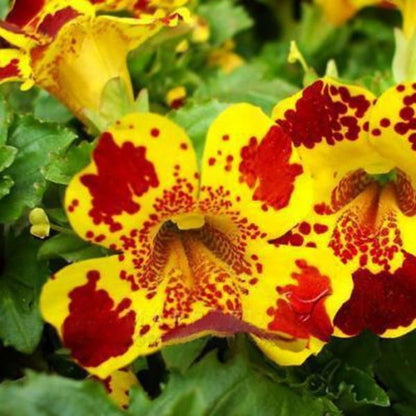 Mimulus Moschatus Flower Seeds