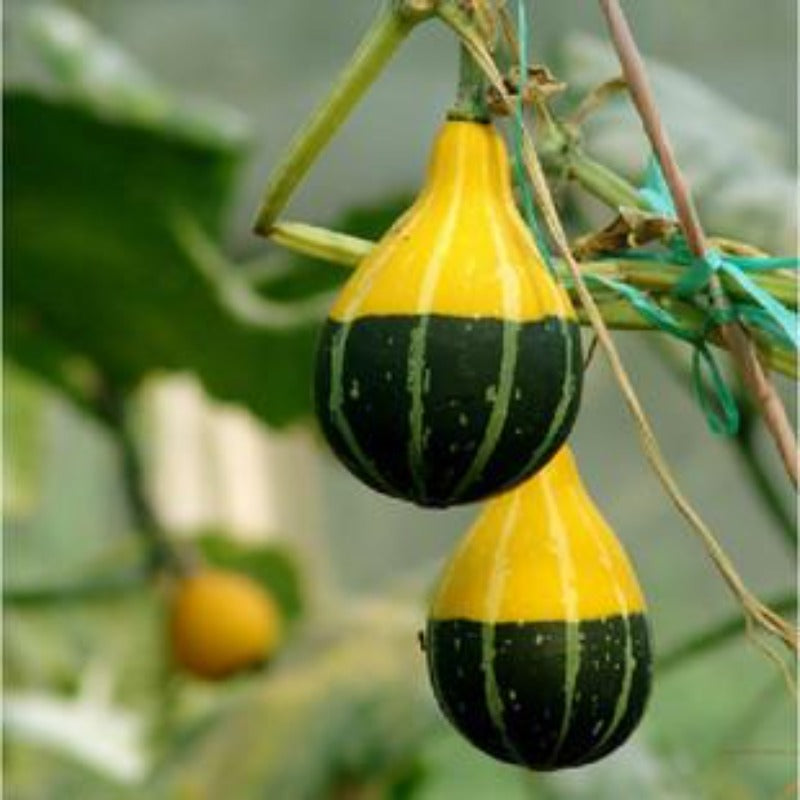 Bottle Gourd Sweet Yellow Seeds