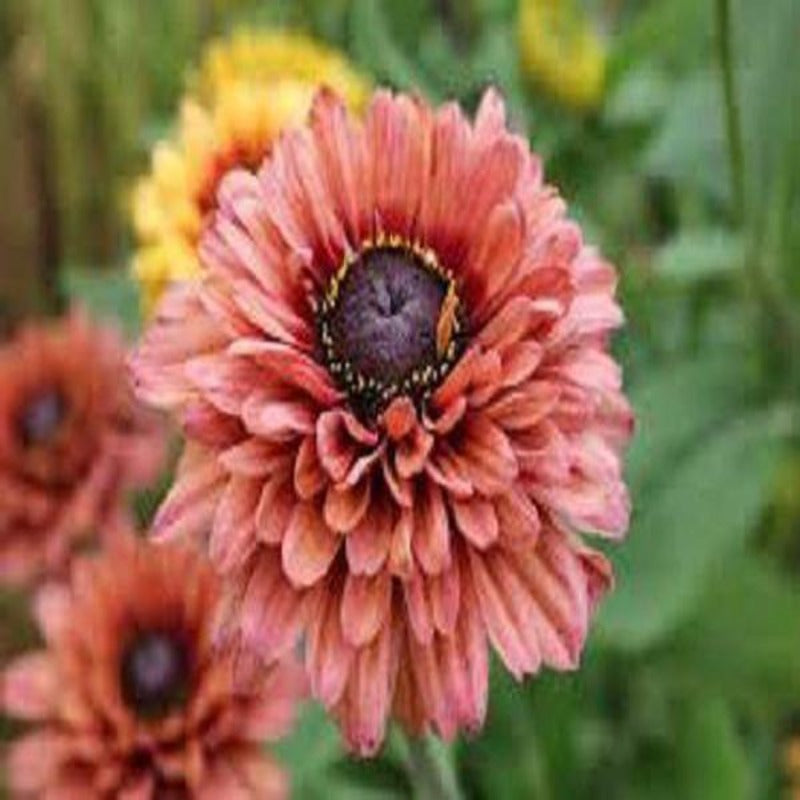 Rudbeckia Sahara Flower Plant Seeds