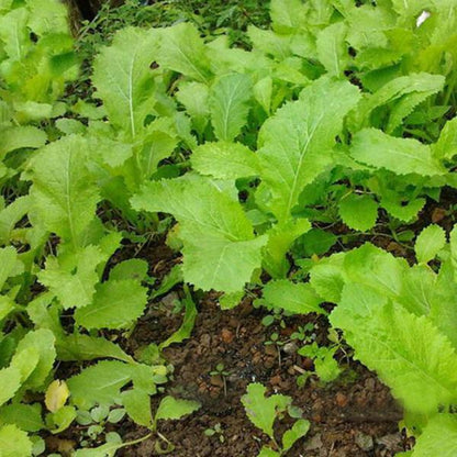 Pickled Vegetables Garden Terrace Potted Vegetable Seeds