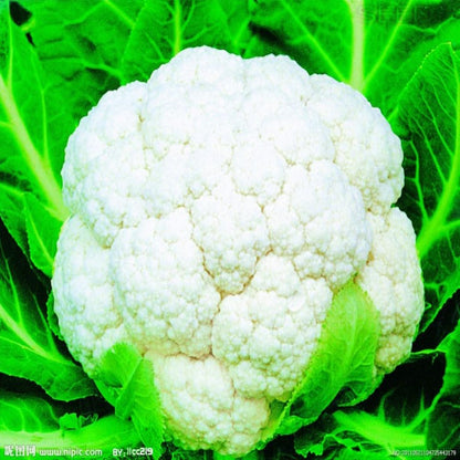 100 Pieces Cauliflower Vegetable Seeds