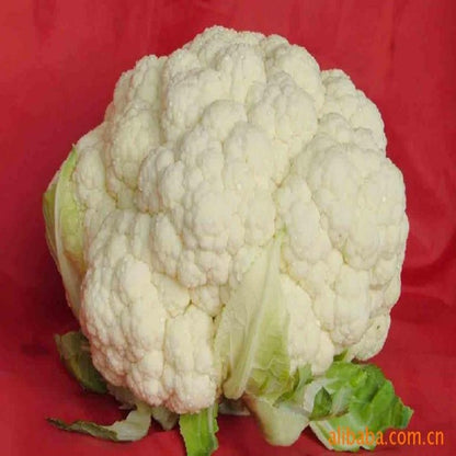 100 Pieces Cauliflower Vegetable Seeds