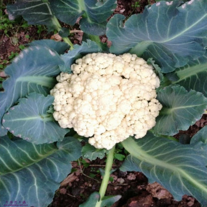 100 Pieces Cauliflower Vegetable Seeds