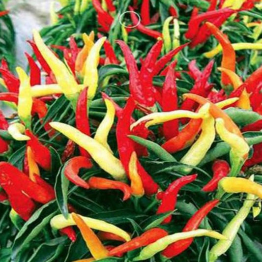 Ornamental Pepper Capsicum Dream Sally Vegetable Plants Seeds