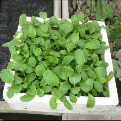 Pak Choi Cabbage Seeds