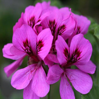 Pelargonium Flower Seeds