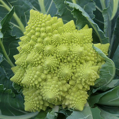 Multi Layered Snowy Cauliflower Seeds