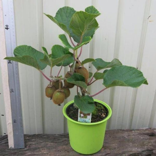 Kiwi Fruit Plant Seeds