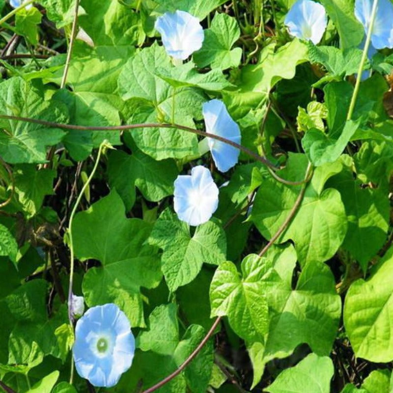Baby Blue Ipomoea Glory Seeds