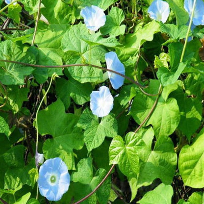 Baby Blue Ipomoea Glory Seeds