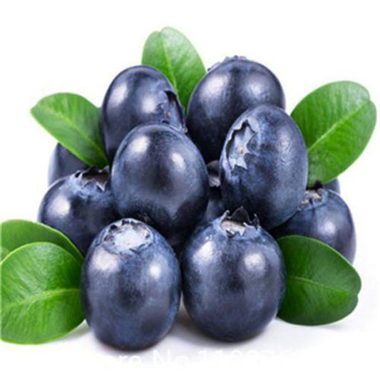 Black Blueberry Small Plant Seeds