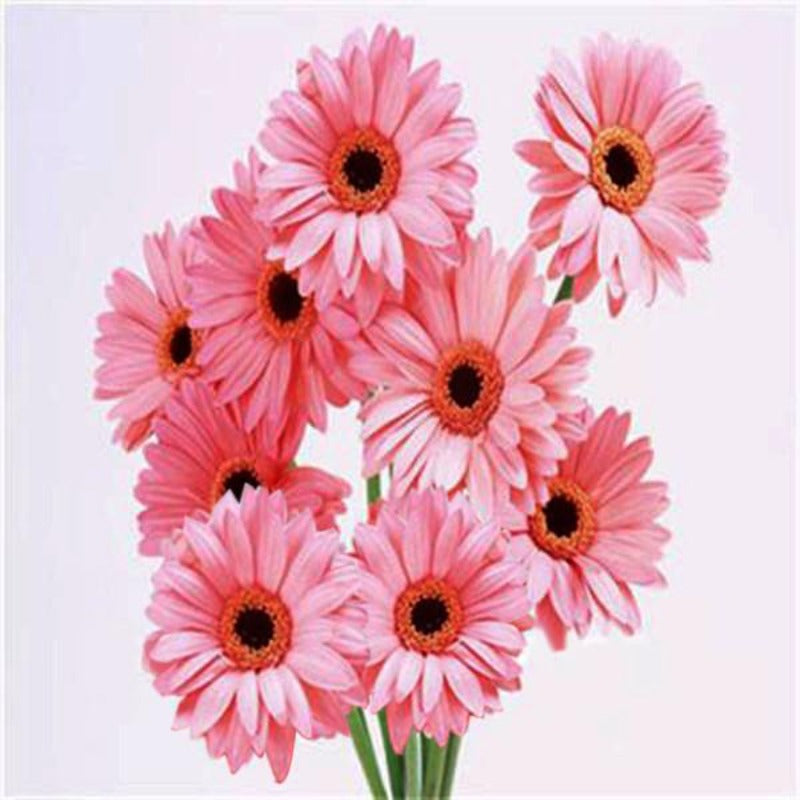 Assorted Colors Of Rare Gerbera Seeds