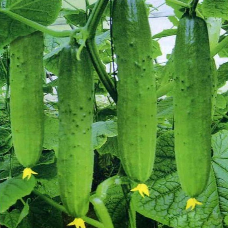 Fleshy Green Nutritional Cucumber Seeds