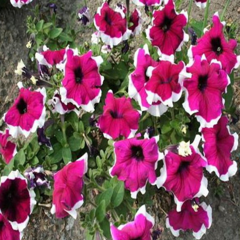 Fuchsia Scarce Rare Phantom Petunia Flower Seeds