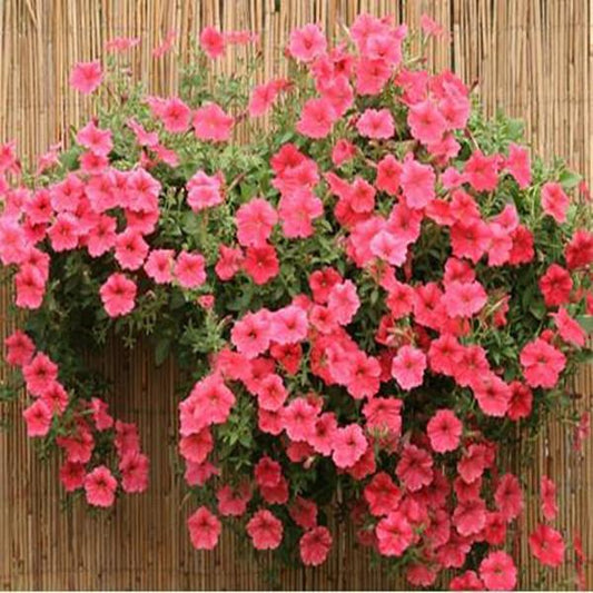 Pink Rare Phantom Petunia Flower Seeds