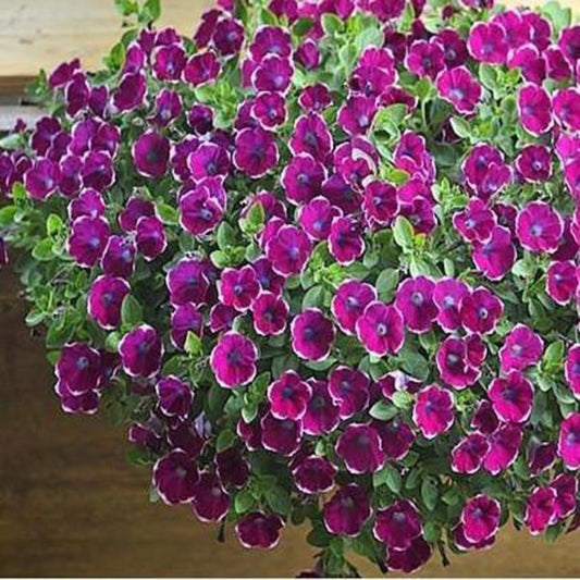 Small Phantom Petunia Flower Seeds