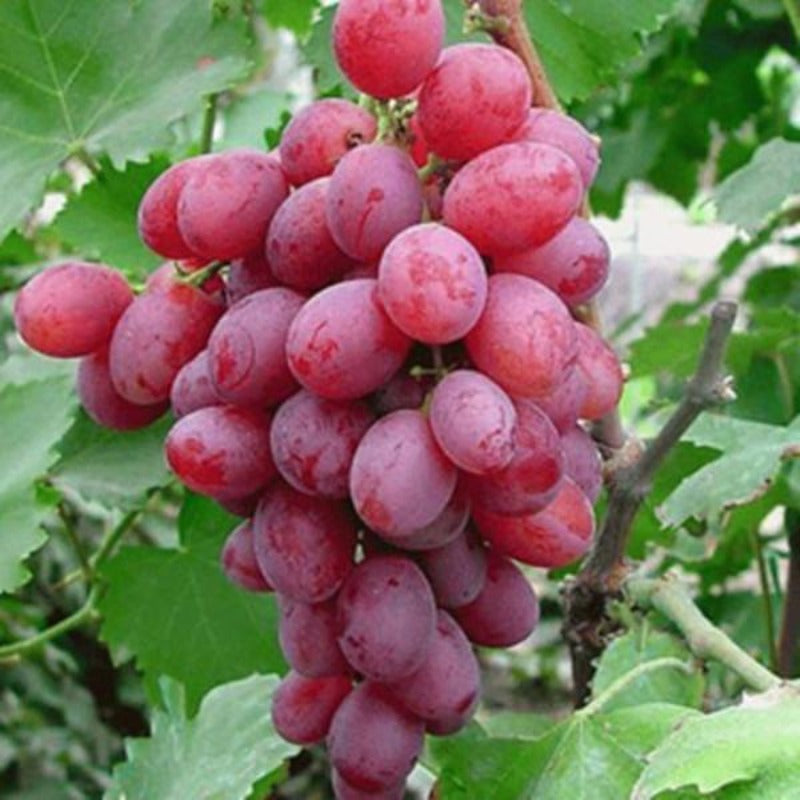 Light Red Grape Fruit Seeds McKenna Seeds   Senior Courtyard Plants Delicious Fruit Kyoho Grape Seed Red Mention Child Seeds 50 Seeds 34aed1b8 4194 4cf4 9cd6 A561a789f704 