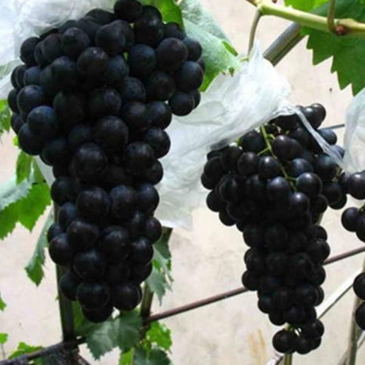 Dark Purple Kyoho Bunchy Grape Seeds